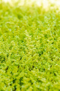 Grusvicker Herniaria glabra 5-10 i kruka P9 Herniaria glabra