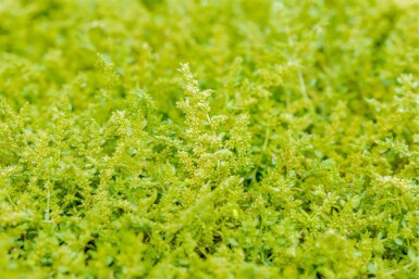 Grusvicker Herniaria glabra 5-10 i kruka P9 Herniaria glabra