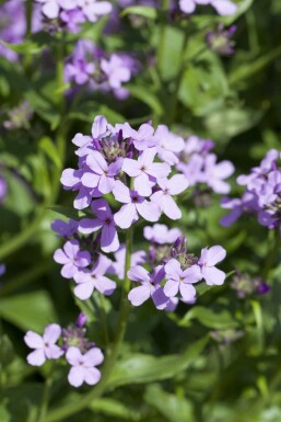 Dame's rocket Hesperis matronalis 5-10 i kruka P9 Hesperis matronalis