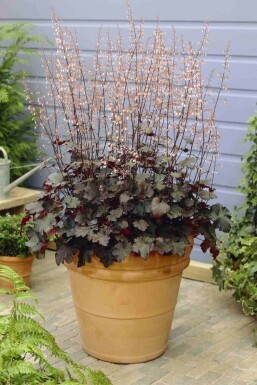 Alunrot Heuchera micrantha 'Black Beauty' 5-10 i kruka P9 Heuchera micrantha 'Black Beauty'