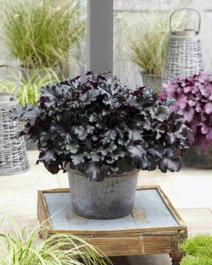 Alunrot Heuchera micrantha 'Black Pearl' 5-10 i kruka P9 Heuchera micrantha 'Black Pearl'