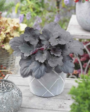 Alunrot Heuchera micrantha 'Black Sea' 5-10 i kruka P9 Heuchera micrantha 'Black Sea'