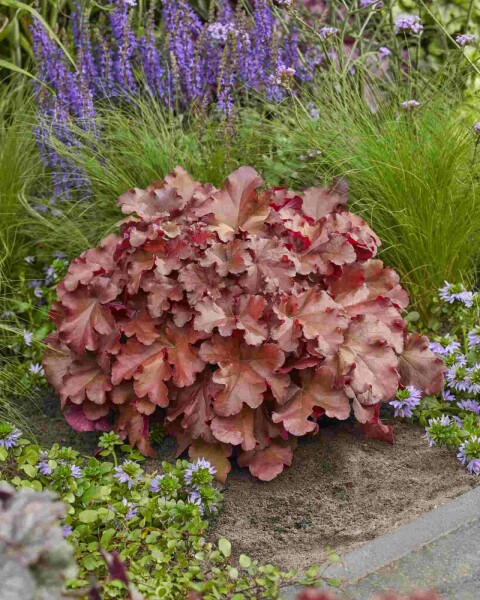Alunrot Heuchera 'Boysenberry' 5-10 i kruka P9 Heuchera 'Boysenberry'