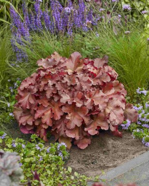 Alunrot Heuchera 'Boysenberry' 5-10 i kruka P9 Heuchera 'Boysenberry'