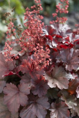 Alunrot Heuchera micrantha 'Cherry Cola' 5-10 i kruka P9 Heuchera micrantha 'Cherry Cola'