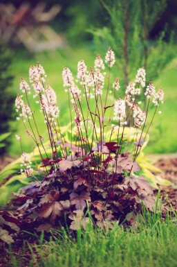 Alunrot Heuchera micrantha 'Chocolate Ruffles' 5-10 i kruka P9 Heuchera micrantha 'Chocolate Ruffles'