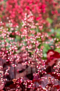 Alunrot Heuchera micrantha 'Fire Chief' 5-10 i kruka P9 Heuchera micrantha 'Fire Chief'
