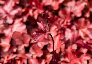 Alunrot Heuchera micrantha 'Fire Chief' 5-10 i kruka P9 Heuchera micrantha 'Fire Chief'