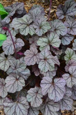 Alunrot Heuchera 'Frosted Violet' 5-10 i kruka P9 Heuchera 'Frosted Violet'