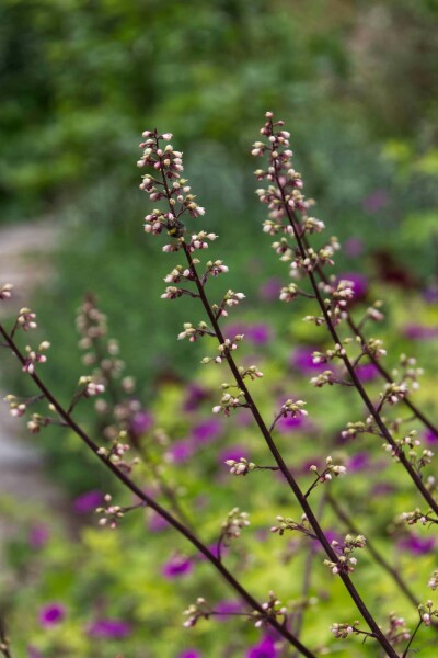 Heuchera 'Frosted Violet'