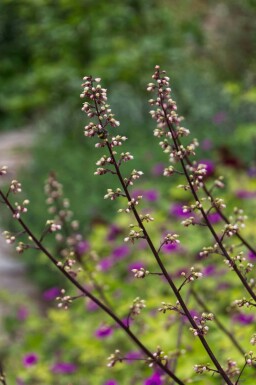 Alunrot Heuchera 'Frosted Violet' 5-10 i kruka P9 Heuchera 'Frosted Violet'