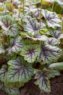 Alunrot Heuchera americana 'Green Spice' 5-10 i kruka P9 Heuchera americana 'Green Spice'