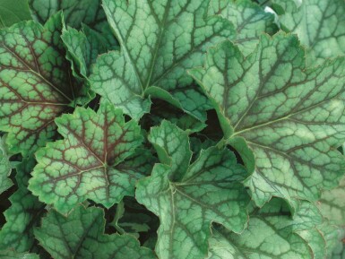 Alunrot Heuchera americana 'Green Spice' 5-10 i kruka P9 Heuchera americana 'Green Spice'