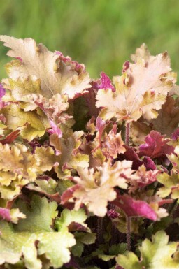 Korallklocka Heuchera villosa 'Marmalade' 5-10 i kruka P9 Heuchera villosa 'Marmalade'