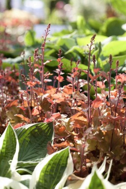 Korallklocka Heuchera villosa 'Marmalade' 5-10 i kruka P9 Heuchera villosa 'Marmalade'