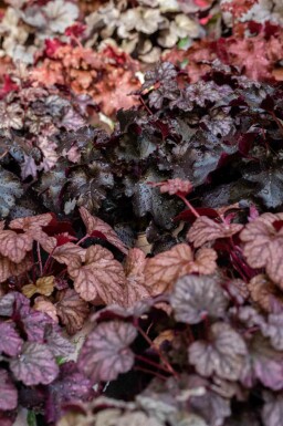 Alunrot Heuchera micrantha 'Obsidian' 5-10 i kruka P9 Heuchera micrantha 'Obsidian'