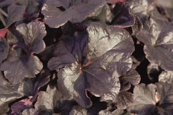 Heuchera micrantha 'Obsidian'