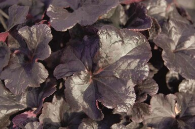 Alunrot Heuchera micrantha 'Obsidian' 5-10 i kruka P9 Heuchera micrantha 'Obsidian'