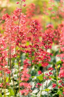 Alunrot Heuchera micrantha 'Paris' 5-10 i kruka P9 Heuchera micrantha 'Paris'