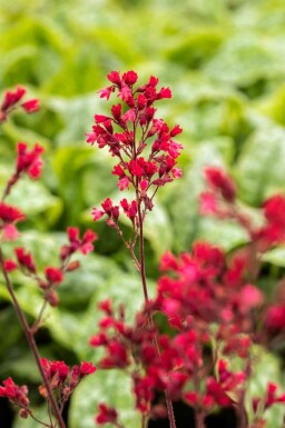 Alunrot Heuchera micrantha 'Paris' 5-10 i kruka P9 Heuchera micrantha 'Paris'