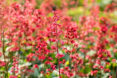 Alunrot Heuchera micrantha 'Paris' 5-10 i kruka P9 Heuchera micrantha 'Paris'