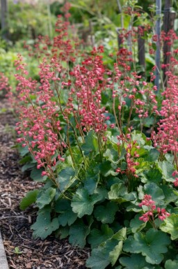 Alunrot Heuchera brizoides 'Pluie de Feu' 5-10 i kruka P9 Heuchera brizoides 'Pluie de Feu'