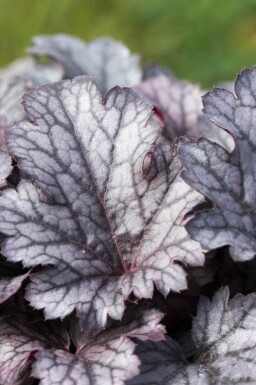 Alunrot Heuchera micrantha 'Plum Pudding' 5-10 i kruka P9 Heuchera micrantha 'Plum Pudding'