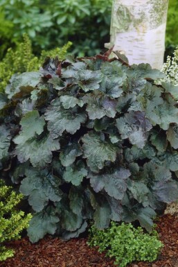 Alunrot Heuchera micrantha 'Rachel' 5-10 i kruka P9 Heuchera micrantha 'Rachel'