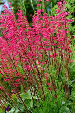 Alunrot Heuchera sanguinea 5-10 i kruka P9 Heuchera sanguinea