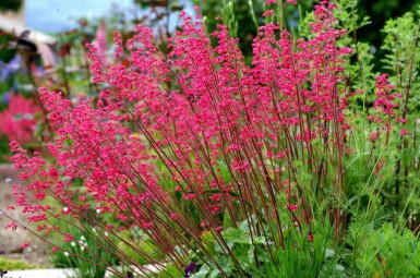 Heuchera sanguinea