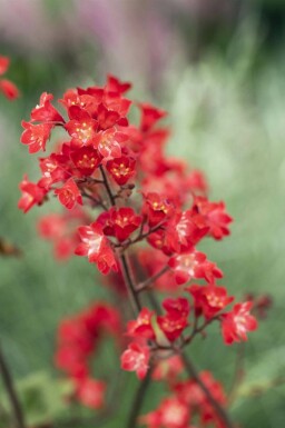 Alunrot Heuchera sanguinea 'Splendens' 5-10 i kruka P9 Heuchera sanguinea 'Splendens'