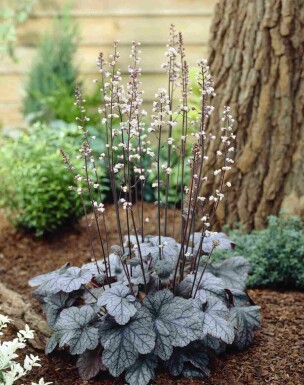 Alunrot Heuchera micrantha 'Silver Scrolls' 5-10 i kruka P9 Heuchera micrantha 'Silver Scrolls'
