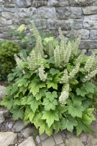 Alunrot Heuchera villosa 'Chantilly' 5-10 i kruka P9 Heuchera villosa 'Chantilly'