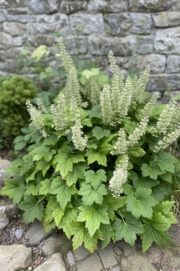 Alunrot Heuchera villosa 'Chantilly' 5-10 i kruka P9 Heuchera villosa 'Chantilly'