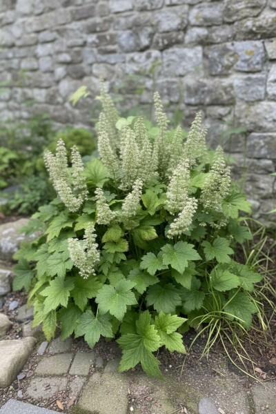Heuchera villosa 'Chantilly'