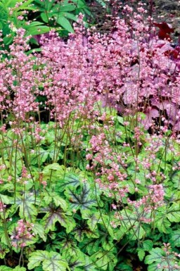 Alunrotshybrider Heucherella 'Tapestry' 5-10 i kruka P9 Heucherella 'Tapestry'