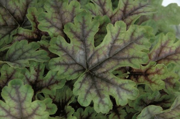 Heucherella 'Tapestry'