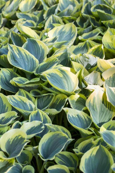 Funkia Hosta fortunei 'Aureomarginata' 5-10 i kruka P9 Hosta fortunei 'Aureomarginata'