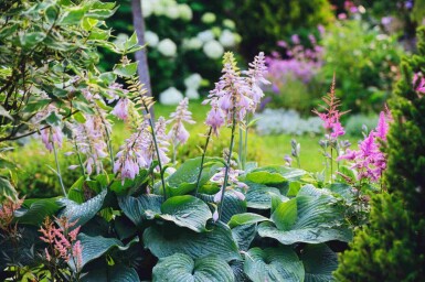 Funkia Hosta sieboldiana 'Big Daddy' 5-10 i kruka P9 Hosta sieboldiana 'Big Daddy'