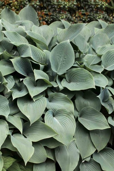 Trädgårdsfunkia Hosta tokudama 'Blue Cadet' 5-10 i kruka P9 Hosta tokudama 'Blue Cadet'