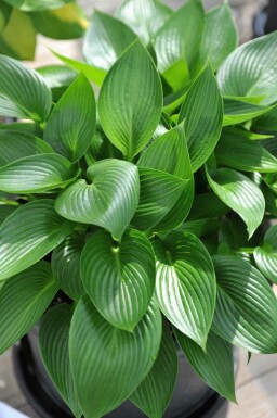 Hosta tardiana 'Devon Green'