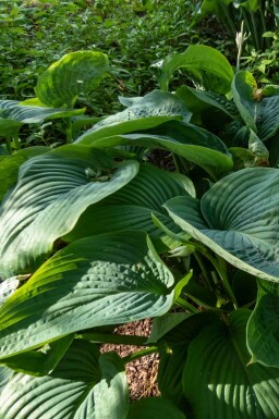 Funkia Hosta 'Empress Wu' 5-10 i kruka P9 Hosta 'Empress Wu'