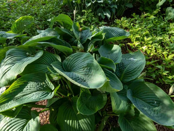 Hosta 'Empress Wu'