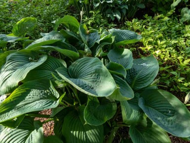 Funkia Hosta 'Empress Wu' 5-10 i kruka P9 Hosta 'Empress Wu'