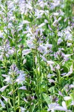 Funkia Hosta fortunei 'Francee' 5-10 i kruka P9 Hosta fortunei 'Francee'