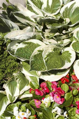 Funkia Hosta fortunei 'Patriot' 5-10 i kruka P9 Hosta fortunei 'Patriot'