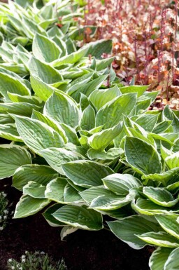 Funkia Hosta fortunei 'Patriot' 5-10 i kruka P9 Hosta fortunei 'Patriot'
