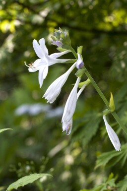 Funkia Hosta plantaginea 'Royal Standard' 5-10 i kruka P9 Hosta plantaginea 'Royal Standard'