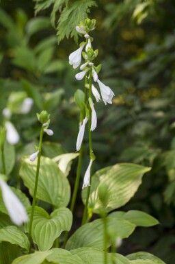 Funkia Hosta plantaginea 'Royal Standard' 5-10 i kruka P9 Hosta plantaginea 'Royal Standard'