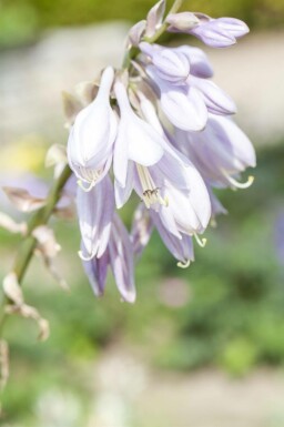 Blåfunkia Hosta sieboldiana 5-10 i kruka P9 Hosta sieboldiana